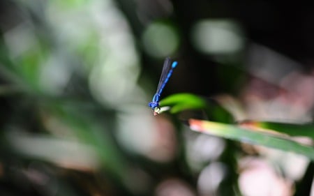 Bluet - damselfly, insects, blue, animals