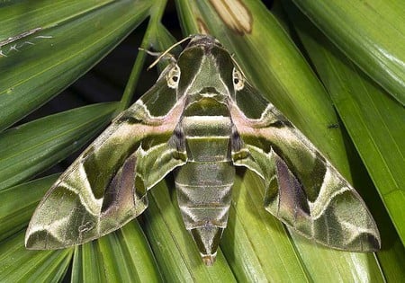 Green Moth - picture, cool, green, moth