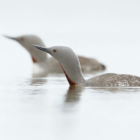 Birds in Water