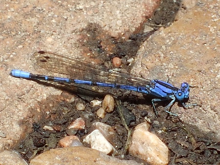 Dragon fly - bug, nature, dragon fly, blue