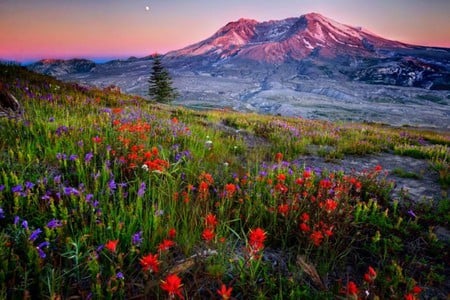 Mountain Flowers - flowers, beautiful, mountain, picture