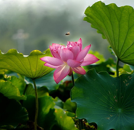 Lily pond morning - pink lily, lily pond, misty morning, green, flying insect, leaves