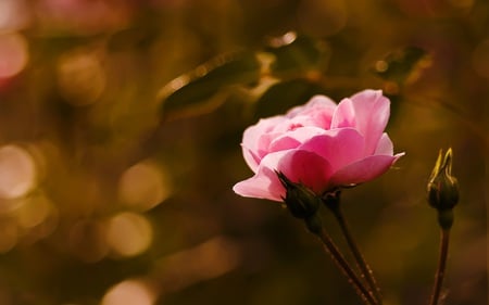 beautiful rose - flowers, rose, pink, beautiful