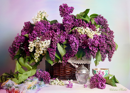 still life - bouquet, still life, spring, white, purple, cool, arrangement, table, harmony, glass, scarf, wicker, floral, green leaves, beautiful, leaves, elegantly, nice, photography, water, fabric, basket, bottle, lilac, vase, cup, cut, lilacs, still, perfume, flowers, photo, porcelain