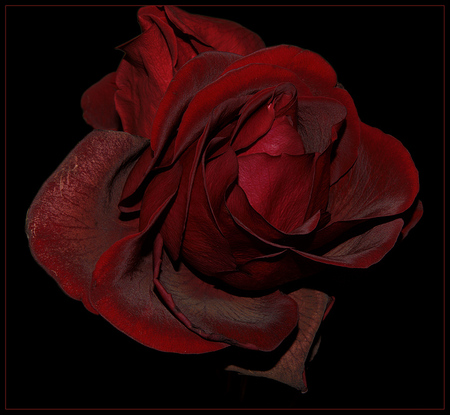 red rose for Rose - art photo, red rose, nature, beautiful