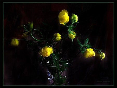 yellow flowers vase - nice, yellow flowers, art photo, still life, black background, vase