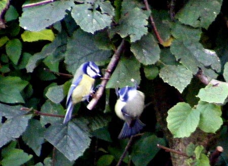 Blue-Tits - yellow, hedge, blue, twig, birds