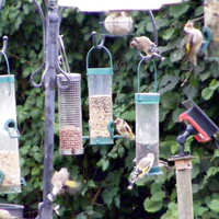 How many Goldfinches?