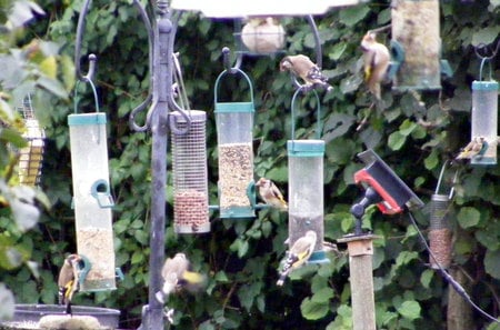 How many Goldfinches? - feeders, gold, birds, red