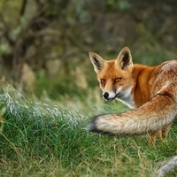 Red Fox 1