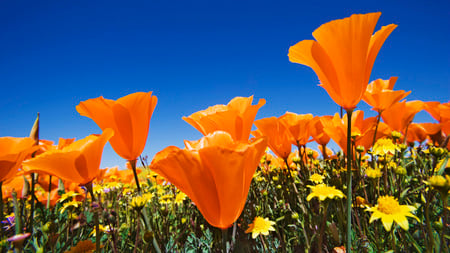 Flowers - green stems, orange, blue sky, yellow flowers