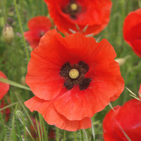 Red Flowers