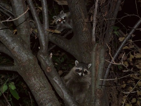 THE MASKED BANDIT - bandit, mask, racoon, rocky