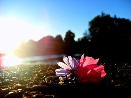 Natures Colors - flowers, water, nature, pink