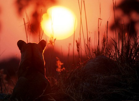 Leone and the Sun - multicolor, brown, scene, scenario, pink, flowers, sunrays, da, plants, lion, sunrises, maroon, sunshine, gold, colors, natural, green, animals, yellow, colurs, amazing, sunsets, red, sky, sun, lioness, photoshop, cool, colorful, black, lightness, bright, sundown, scenery, night, leone, light, nice, paysage, fullscreen, paisage, nature, brightness, background, wallpaper, lions, evening, landscape, photo, desktop, king, bugs, cats, golden, beautiful, queen, photography, orange, silhouettes, paisagem, cenario, afternoon, awesome, cena, sumbean, panorama, multi-coloured, day