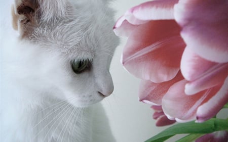 Daydreamer cat - white, cat, pink, flower, kitten