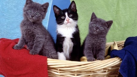 Kittens in the basket - animal, kitten, cat, trio, basket