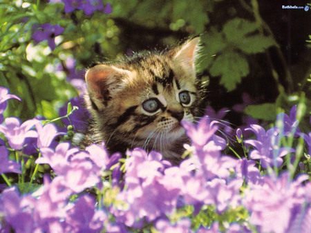 Cute cat among purple flowers - flower, purple, kitten, cat