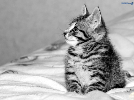 Precious little tiger - sweet, cat, animal, kitten