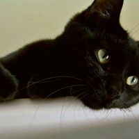 Sweet black cat
