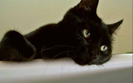 Sweet black cat - sweet, cat, black, kitten