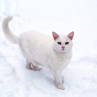 White cat on snow
