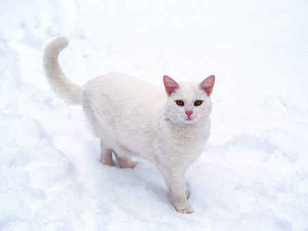 White cat on snow - cat, white, snow, kitten