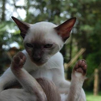 Grey cat