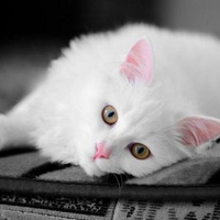 Beautiful white cat