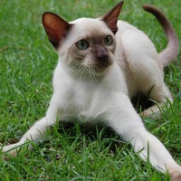 Cat on grass