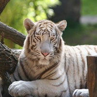Bengal tiger