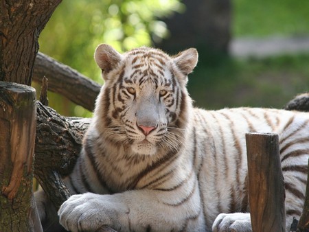 Bengal tiger - zoo, bengal, tiger, wildlife