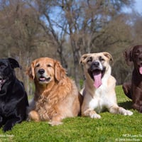 Sweet friend dogs