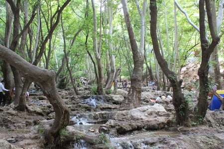 Iran,Shiraz,Lost Heaven - lost heaven, iran, forest, shiraz