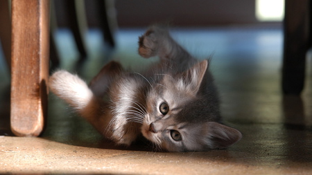 Kitten playiing on chair