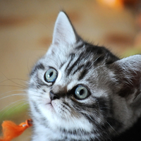 Pretty Kitty for Shanniemel