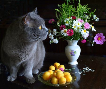 cat & still life 3 - vase, grey cat, pretty, atill life, art photo, fruits, flovers, animals