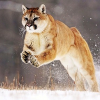 Mountain Lion