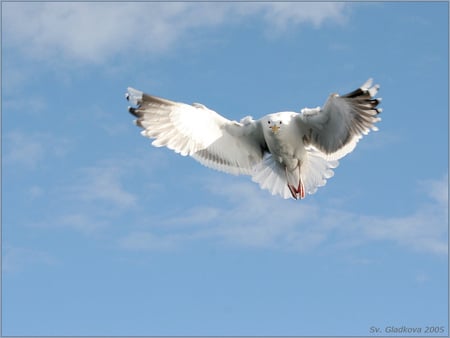 The Fly - sky, fly, art photo, bird, beautiful