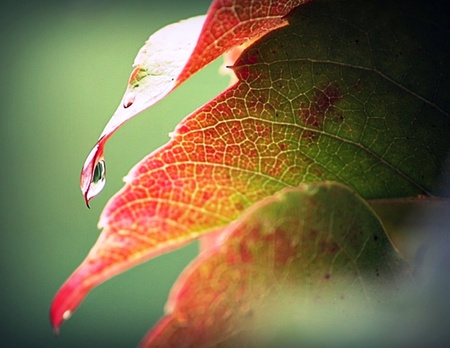 Autumn Leaf - red, water, beautiful, raindrops, amazing, drops, photography, leaf, orange, nature, green