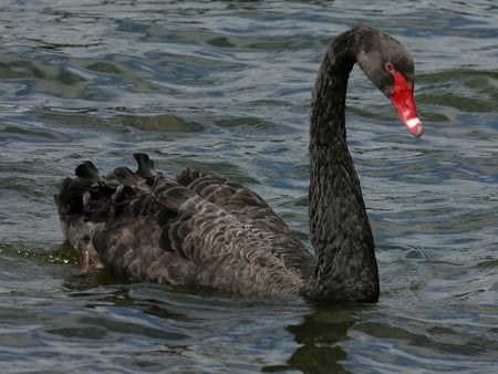 Black Swan - waterbird, red, graceful, glide, australia, black, bird