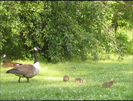 Happy family - trees, birds, green, grass, animals, family