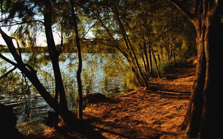 FOR A ROMANTIC WALK! - lake, forest, path, walk, pathway, trees, romantic