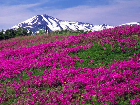 Mountain Splendour - hills, field, mountains, colour, japan, pink, wild, snow, flowers, cerise, colourful