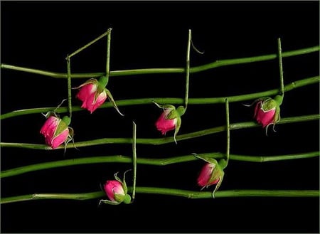 Roses music of Love - rose buds, red, music, notes, black background, grenn leaves