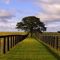 A TREE TO SHELTER