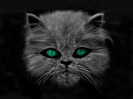 JEALOUSY - green, cat, jealousy, eyes