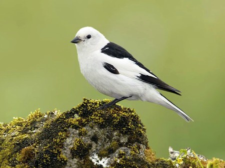 Black and White - beautiful, black and white, bird, picture