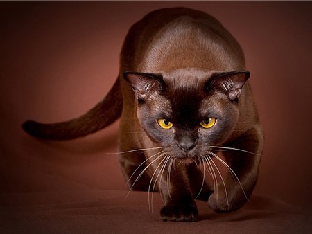 PROWLER - brown, prowler, cat, eyes, animal, domestic, black