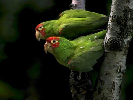 Green Parrots - parrots, picture, cool, green